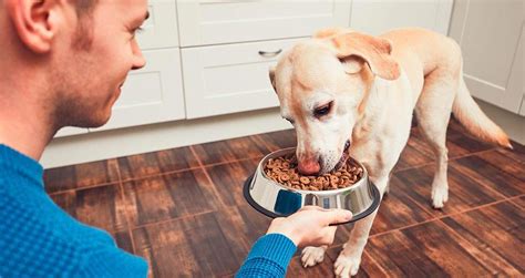 mamada perro|Le da placer a su perrito dándole una mamada .